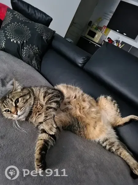 Chat disparu à Grasse: Chanel, 10 ans, non pucée. - photo
