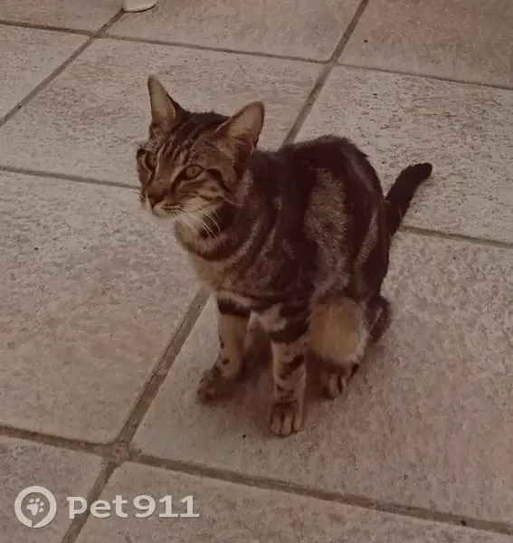 Chat errant sociable trouvé à Saint-Georges - photo