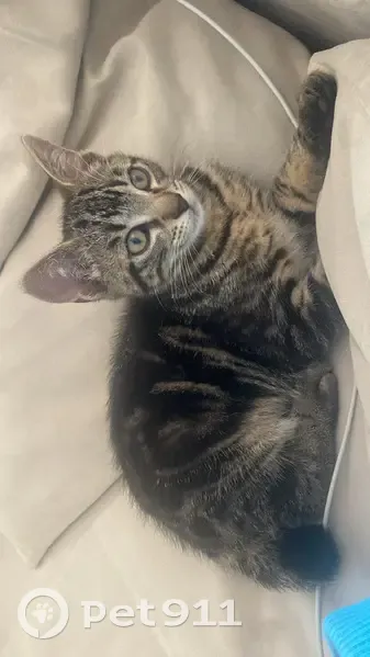 Chat tigré trouvé près d'une poubelle au Hézo - photo