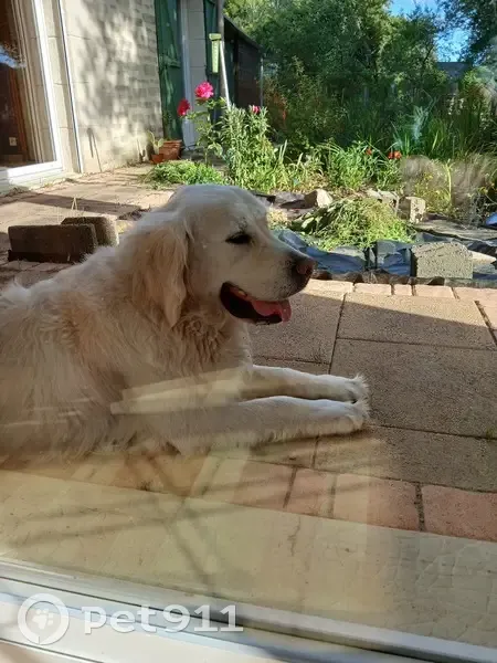 Golden Retriever trouvé à Briollay - photo