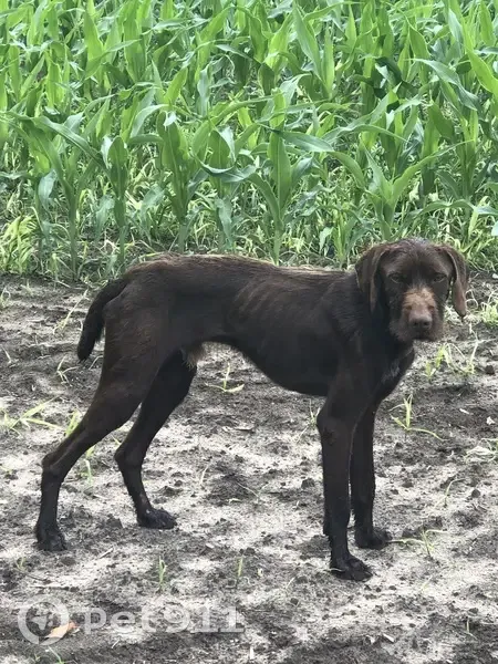 Chien mâle marron trouvé à Haut-Mauco - photo