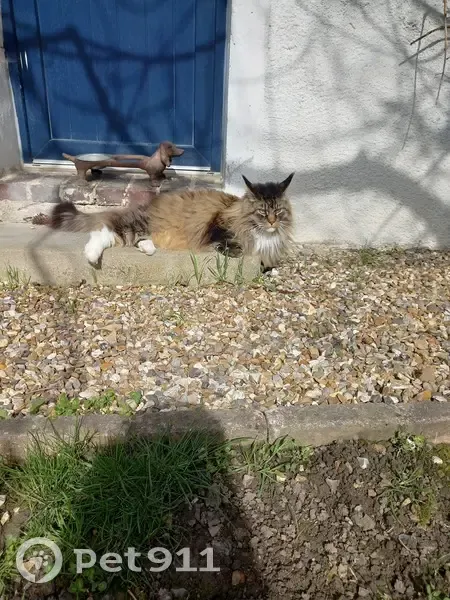 Chat Main Coon perdu le 6 juillet 2024 - photo