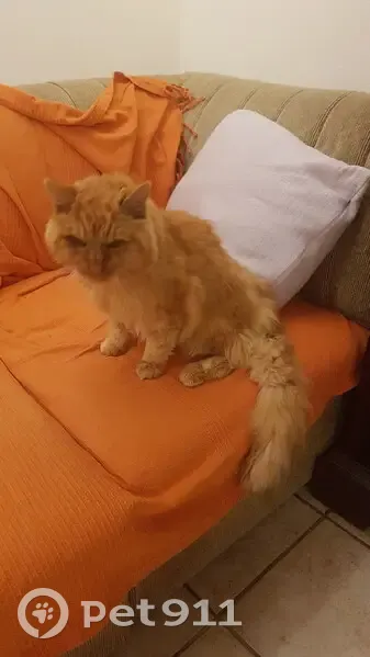 Chat européen sénior orange disparu à Havange - photo