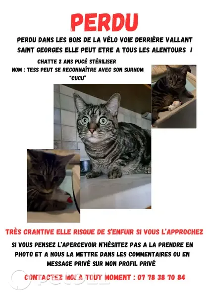 Chatte tigrée disparue : Tess (surnom Cucu) - photo