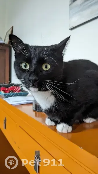Chat noir perdu, chaussettes blanches, Avon - photo