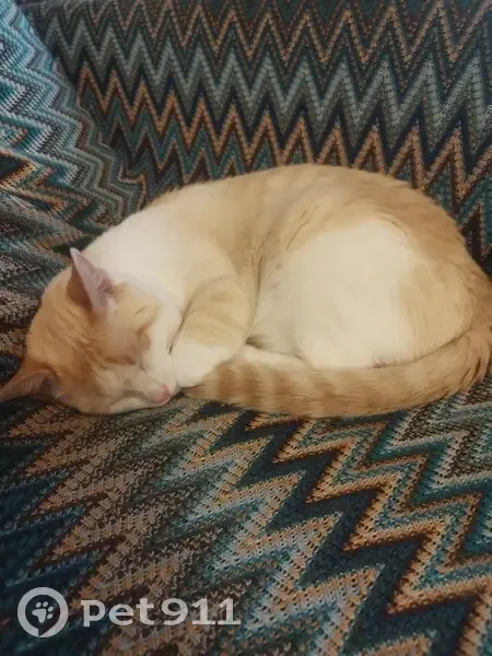 Chat mâle non castré disparu à Château-Gontier - photo