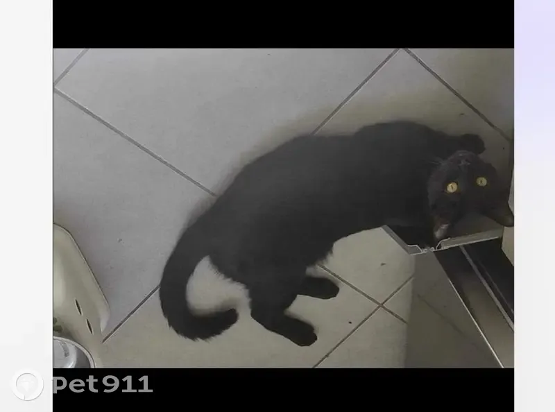 Chat noir d'un an perdu à Saint-Lys - photo