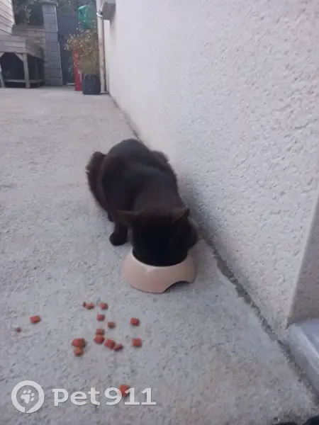 Chat Affamé et Maigre Trouvé Rue du Lavoir - photo