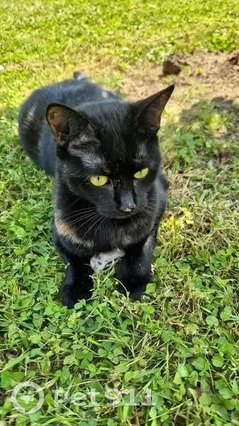 Chatte écaille de tortue perdue à Rouvroy - photo