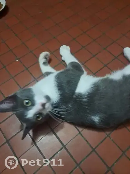 Chaton gris trouvé à Nantes, recherche propriétaire - photo