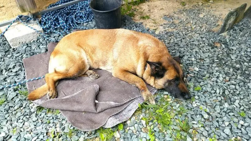 Chien type berger allemand trouvé à Plesse - photo
