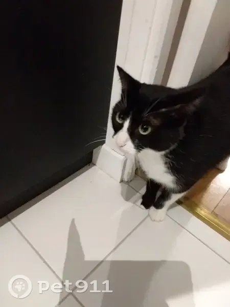 Chatte noire et blanche disparue à Malakoff - photo