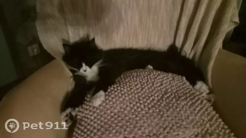 Chatte noire et blanche perdue à Loix - photo