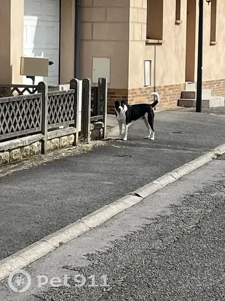 Chien blanc et noir trouvé à Harnes - photo
