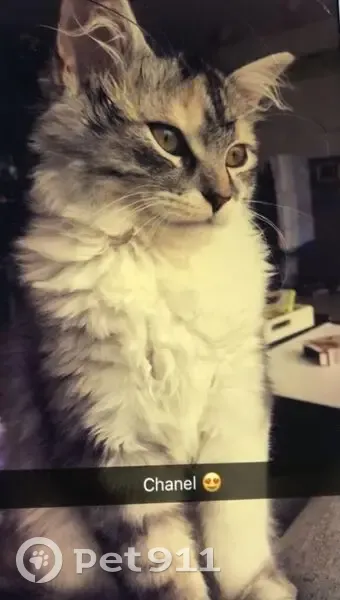 Minette, chat tricolore, disparue à Meursac - photo