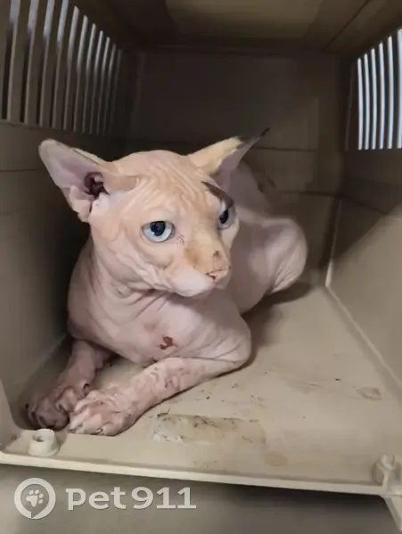 Chat Sphynx 2 ans trouvé à Nîmes, pucé - photo