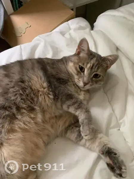 Chatte perdue avec collier gris, Tika, La Teste - photo