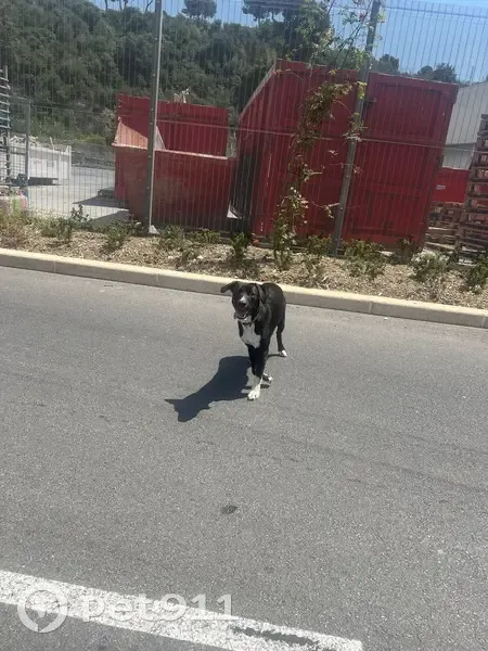Deux chiens trouvés au rond-point Leroy Merlin - photo