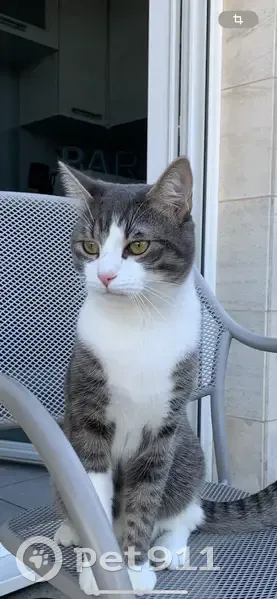 Chat disparu gris et blanc, 3 ans, Riom - photo