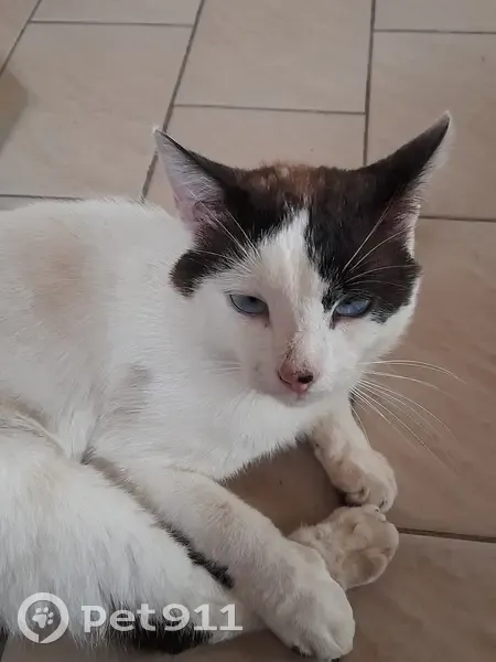 Chat disparu : Chirol, 12 ans, Clavières - photo