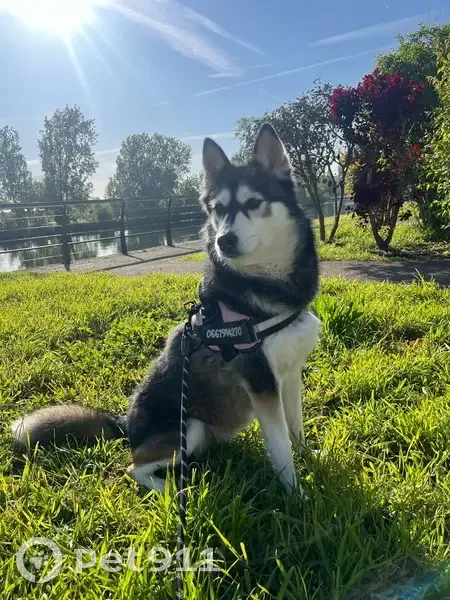 Husky Nyssia perdue au Gault-du-Perche - photo