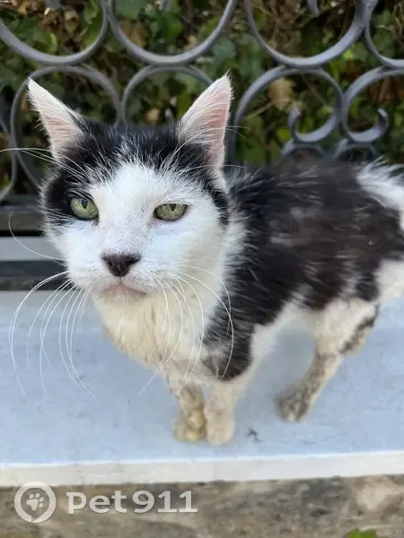Chat noir et blanc trouvé, affamé, Le Pecq - photo