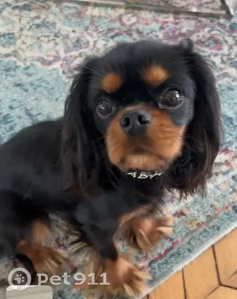 Chien perdu : Cavalier King Charles, 10 mois - photo