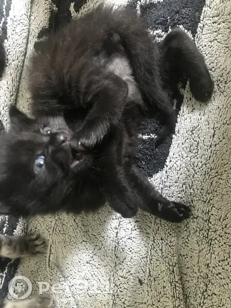 Chaton noir perdu, Montée Claire Virenque - photo
