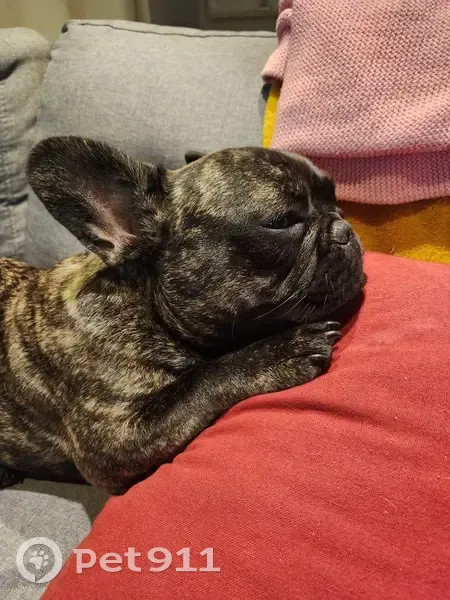 Chien Disparu: Bouledogue Français 10 Mois - photo