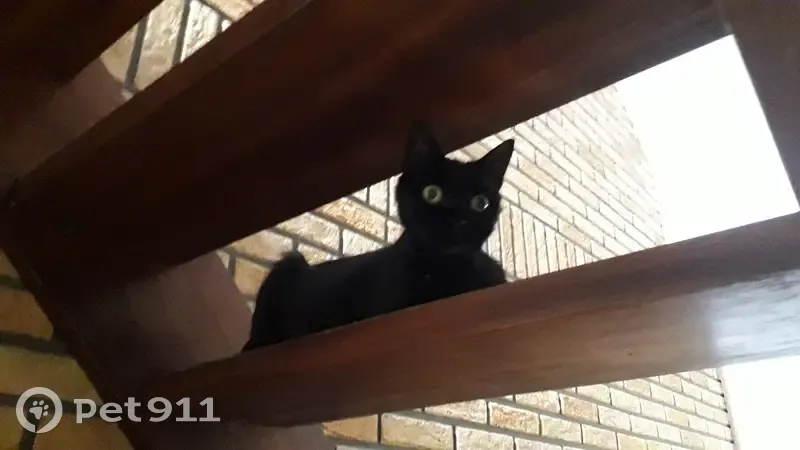 Petite chatte noire trouvée à Libercourt - photo