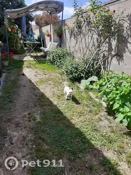 Chihuahua blanc trouvé au marché de Montauban - photo