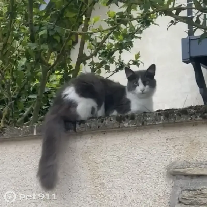 Chat gris et blanc trouvé à Gravigny - photo