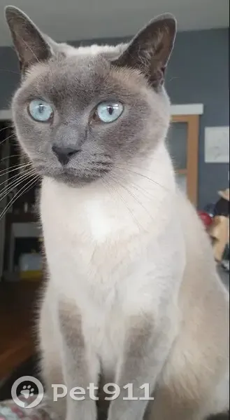 Chatte européenne Libellule disparue à Deuil - photo