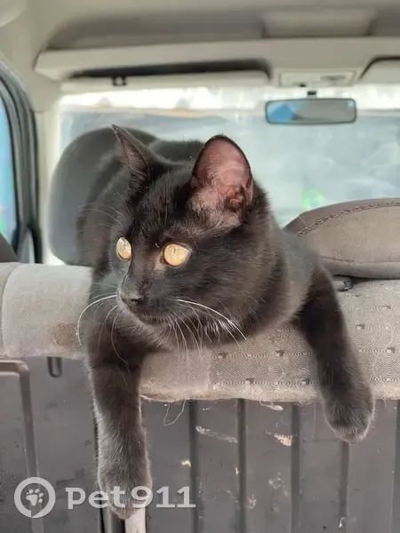 Chat noire Salsa disparue, rue Jean Sibuet - photo