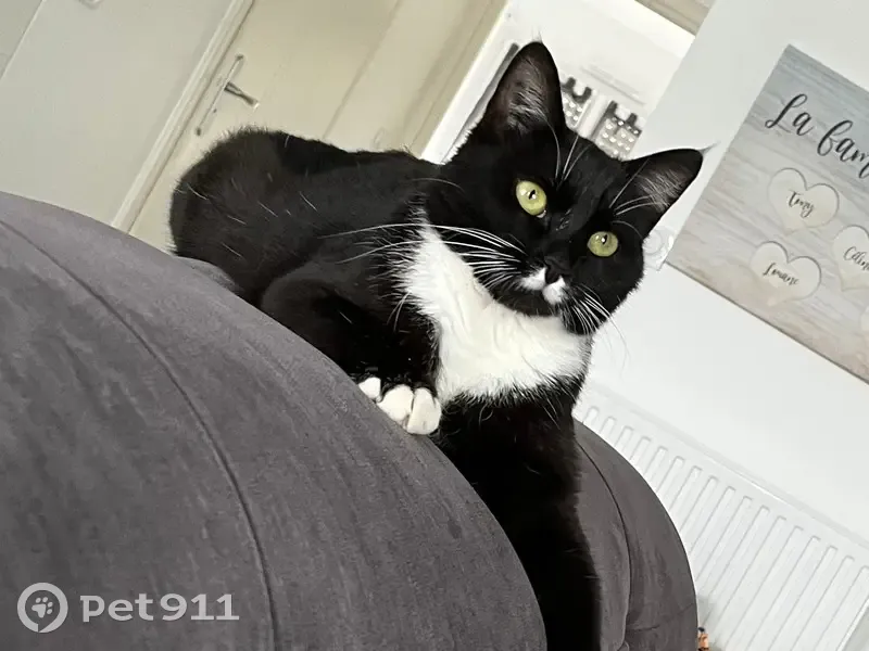Chatte noire et blanche disparue à Loyettes - photo