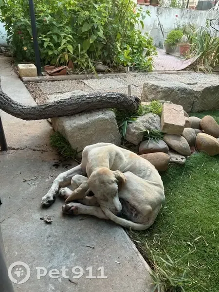 Chienne beige maigre trouvée Chemin des Issanes - photo