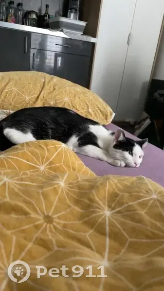 Chat perdu noir et blanc à Remoulins - photo