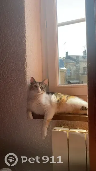 Chatte tricolore disparue à Saint-Céré - photo