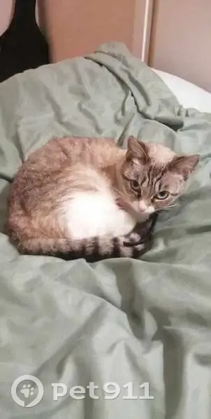 Chatte blanche et grise disparue à Toulouse - photo