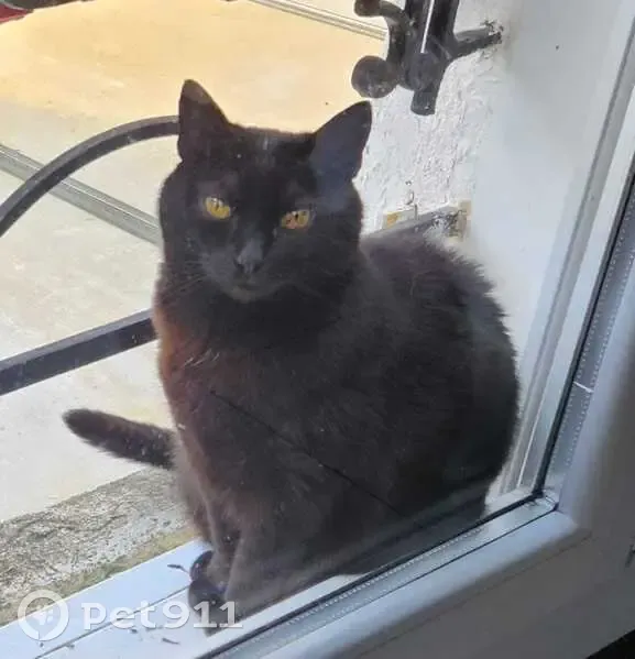 Chat européen noir perdu à Bordeaux - photo