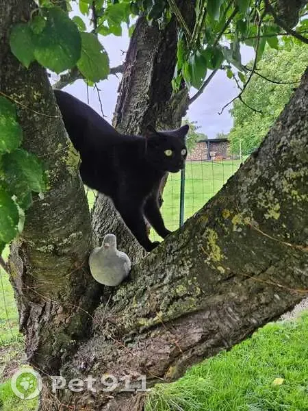 Chat noir disparu à Amiens, rue Desmoulins - photo