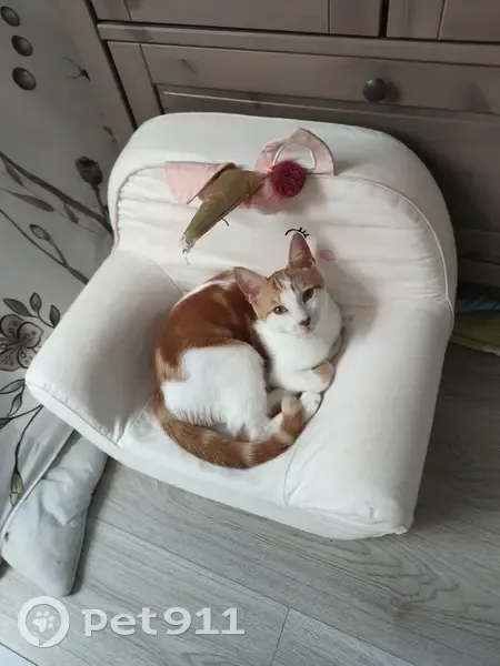 Chat blanc et roux perdu à Herzeele - photo
