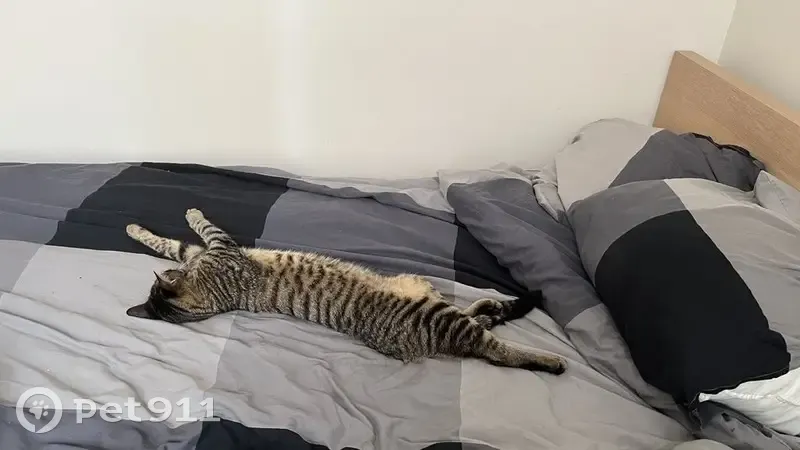 Chat tigré disparu à Pins-Justaret, 8 mois - photo