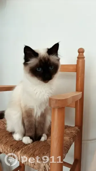 Chat Sacré de Birmanie perdu à Ondres - photo