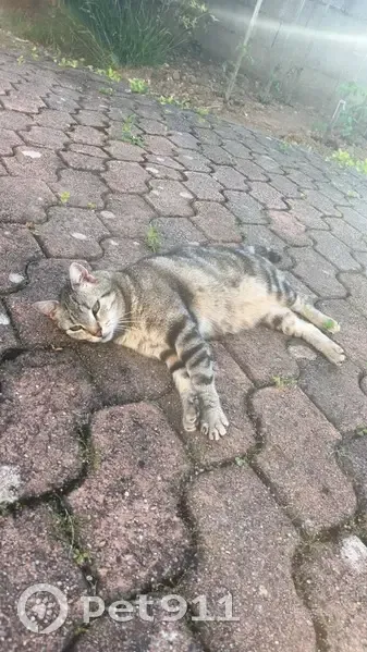 Chat tigré Socrate perdu à Saint-Avertin - photo