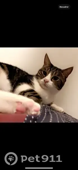 Chatte Princesse 3 ans perdue à Neuilly-sur-Marne - photo