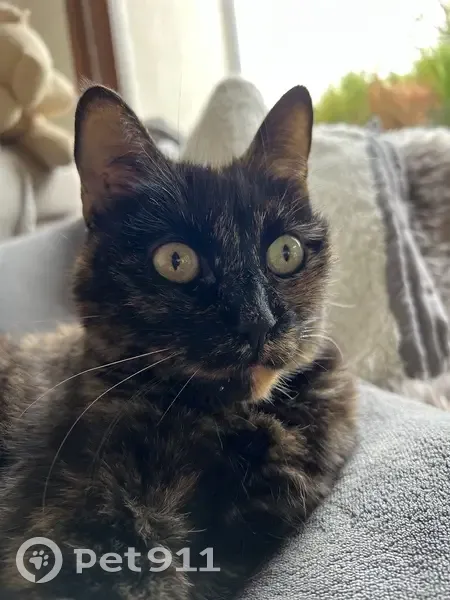 Ninette, chatte écaille 12 ans disparue à Guégon - photo