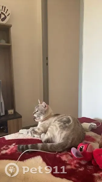 Chatte tigrée de 8 mois disparue à Alès - photo