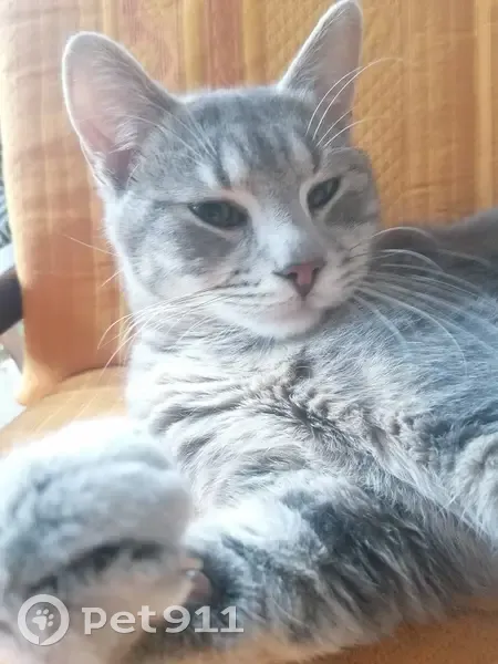 Chat mâle castré disparu à Besançon - photo