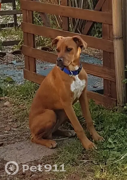 Chien roux croisé boxer perdu à Saintes - photo